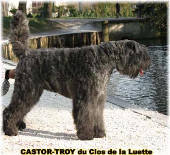 bouvier des flandres du clos de la luette - copyright déposé